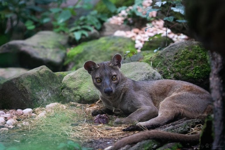 Top 10 Coolest Animals in the World The Mysterious World