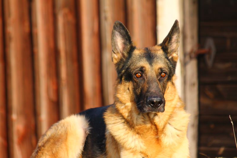 German Shepherd