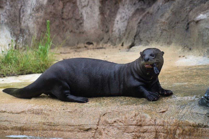 Giant River Otter