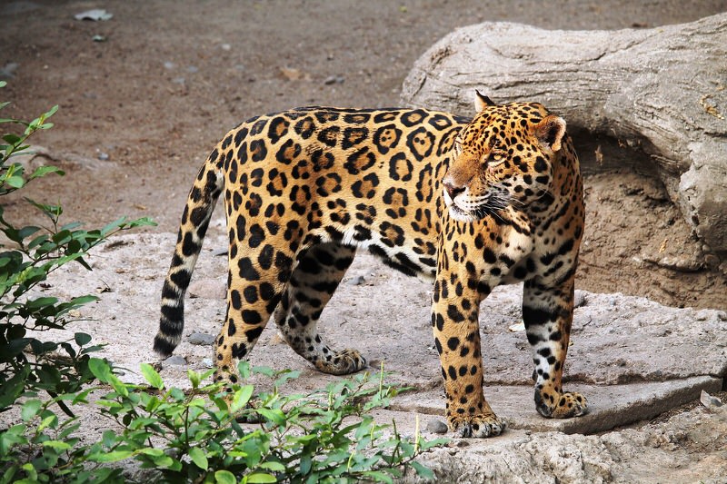 Jaguar