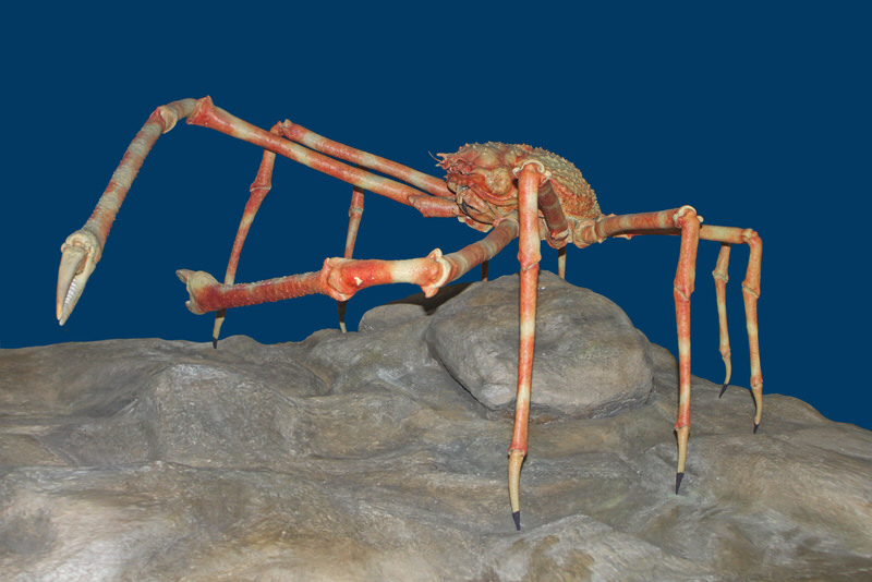 Japanese spider crab