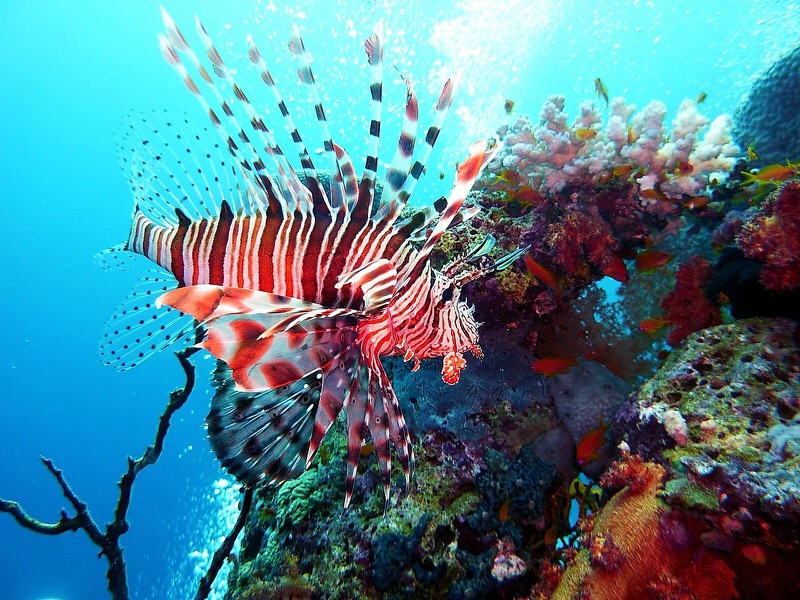 Lionfish