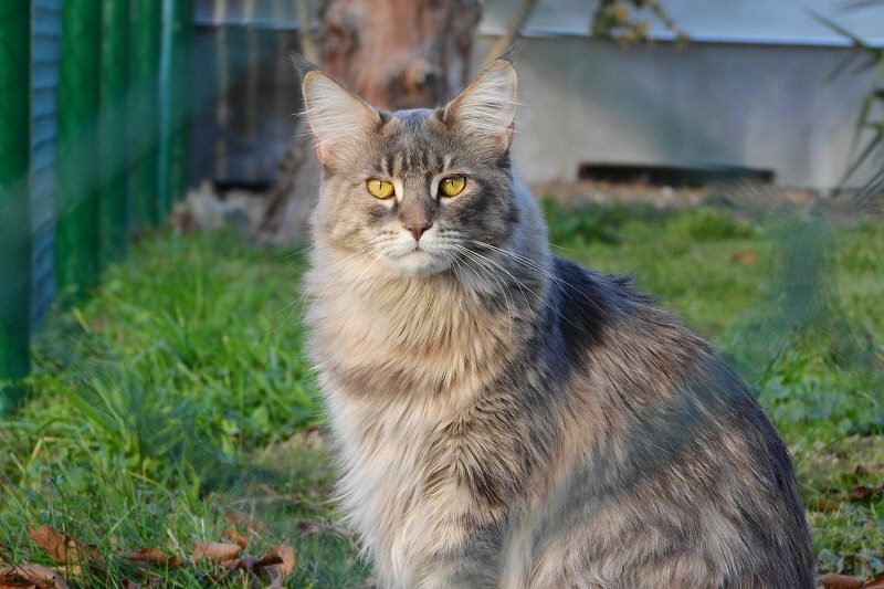 Maine Coon