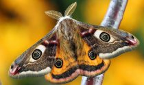 Moth