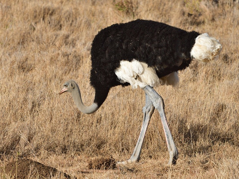 Ostrich