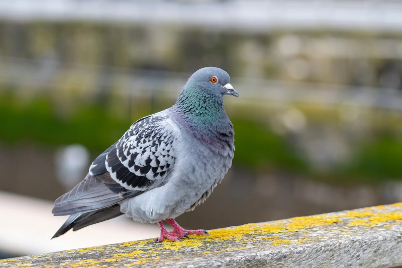 Pigeon