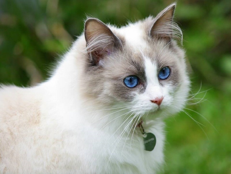 Ragdoll