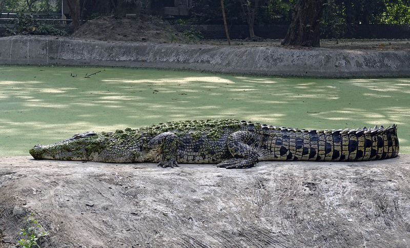 Salt Water Crocodile