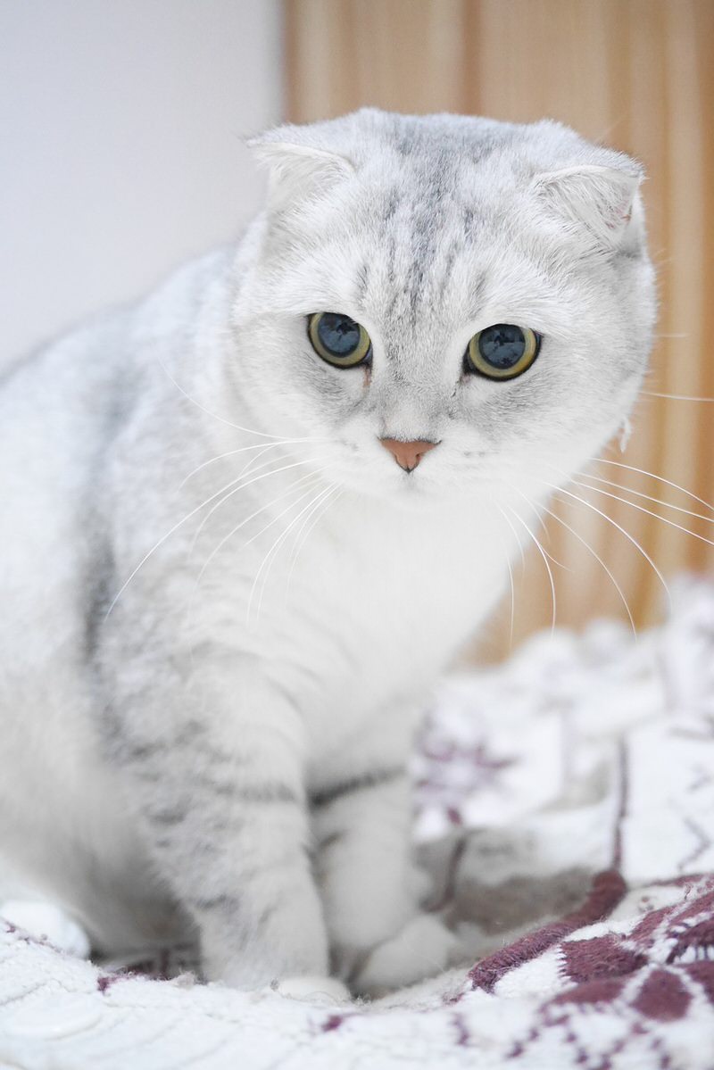 Scottish Fold