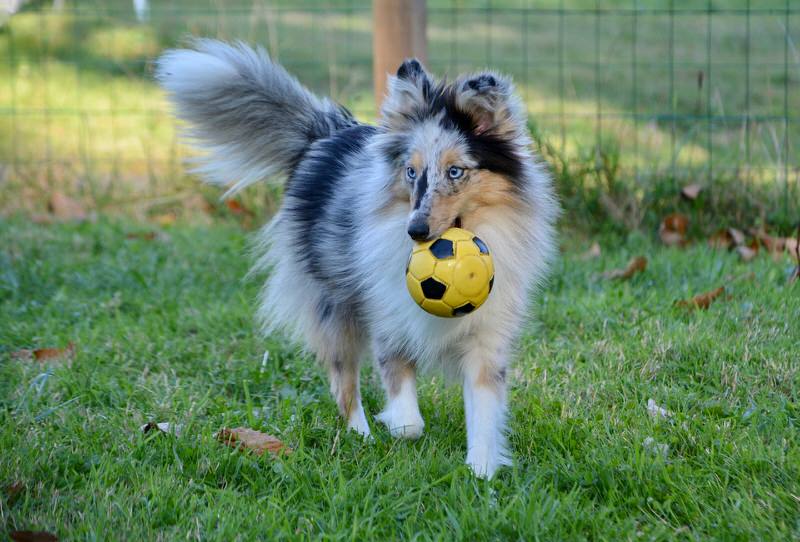 Shetland Sheepdog