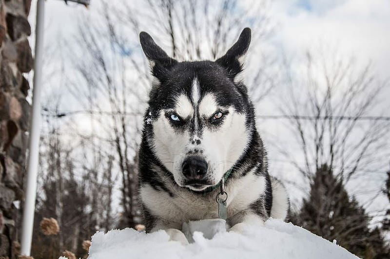 Siberian Husky