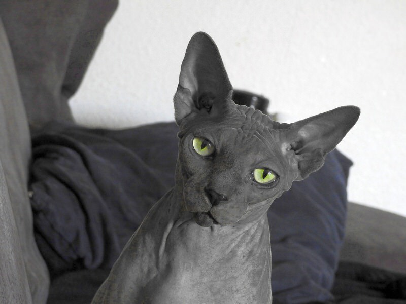 Sphynx