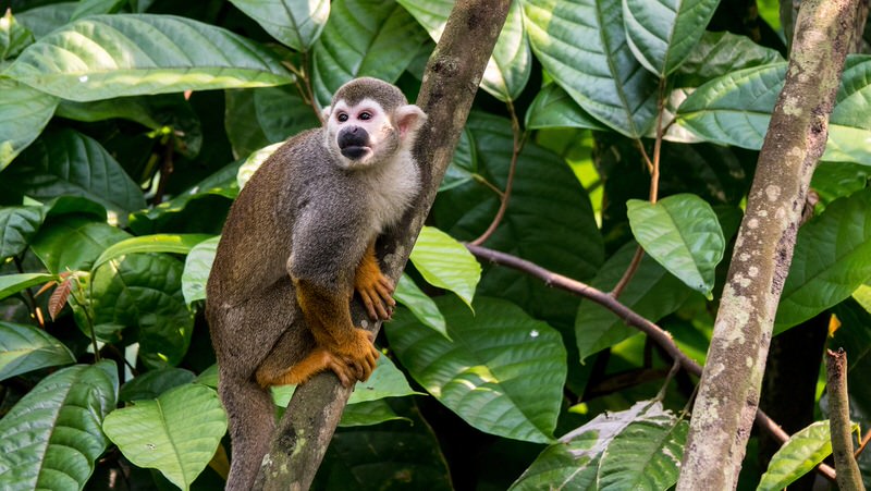 Squirrel Monkey