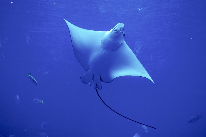 Sting Ray