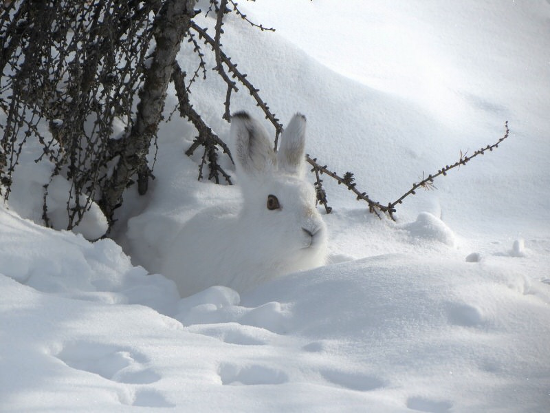 Arctic Hare