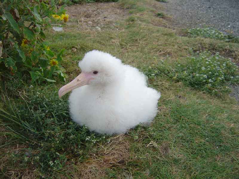 Baby Albatross