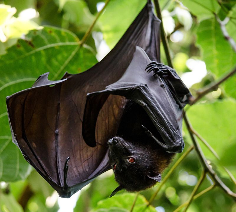 Bat