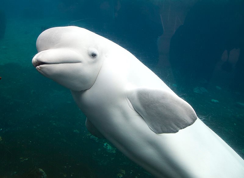 Beluga Whale