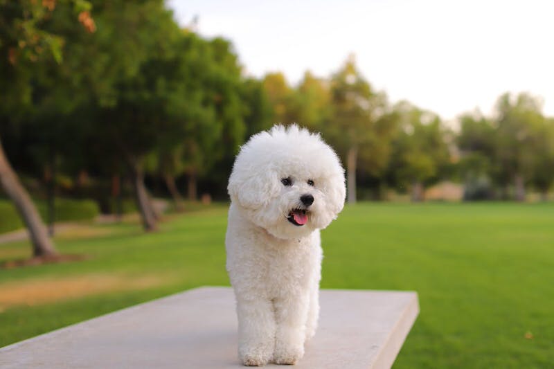 Bichon Frise