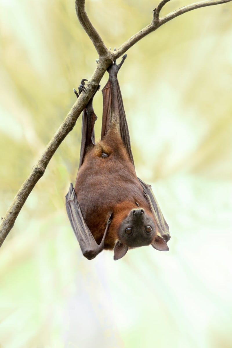 Brown Bat