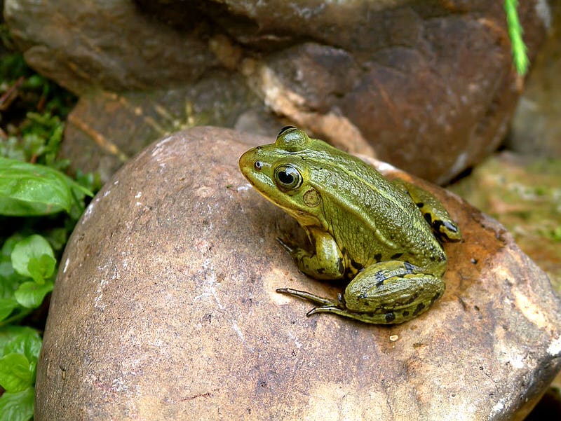 Bullfrog