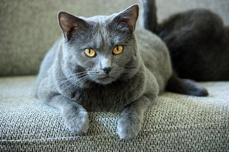 Chartreux