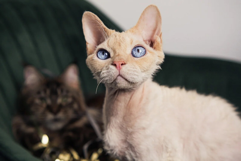 Devon Rex