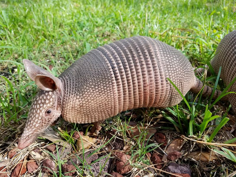 Giant Armadillo