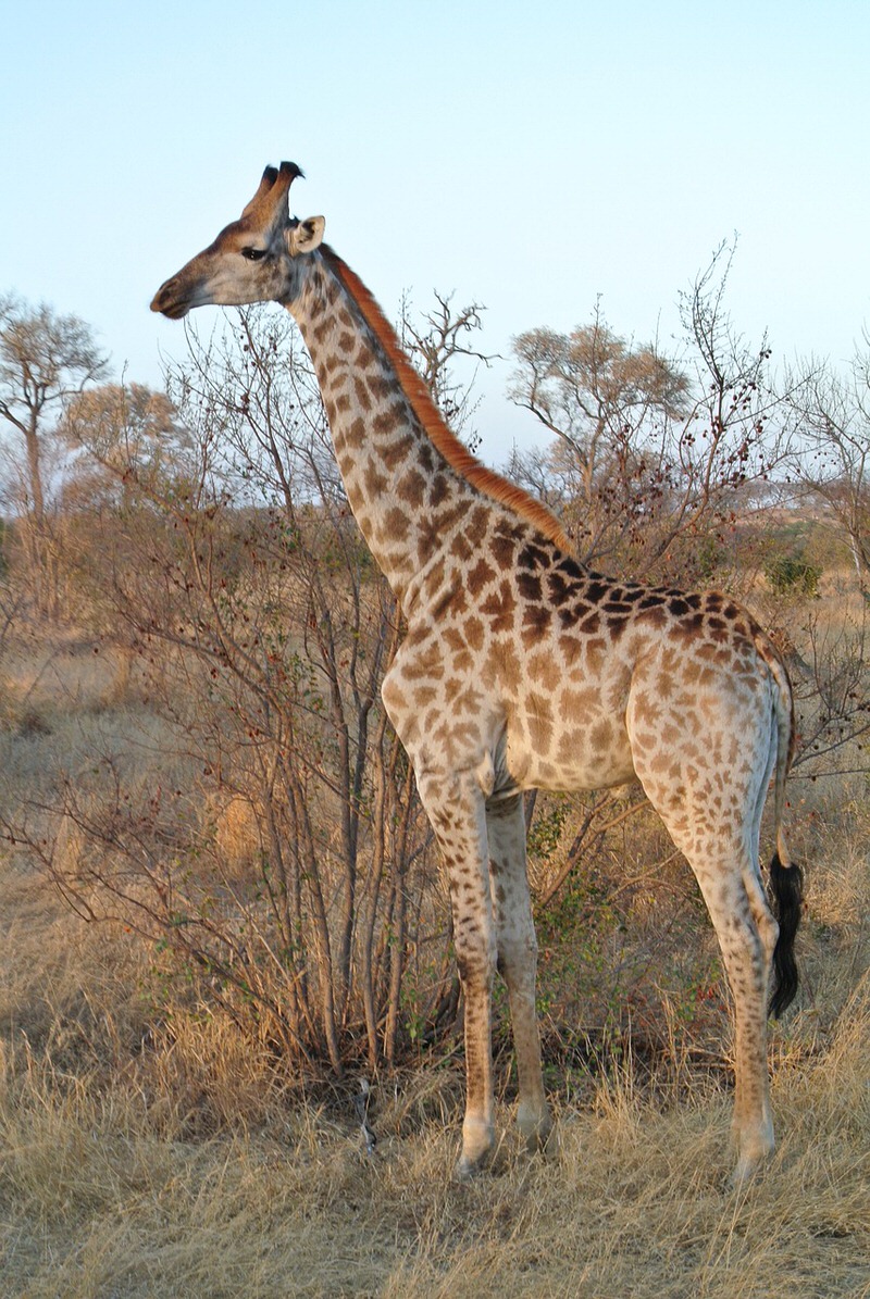 Giraffe