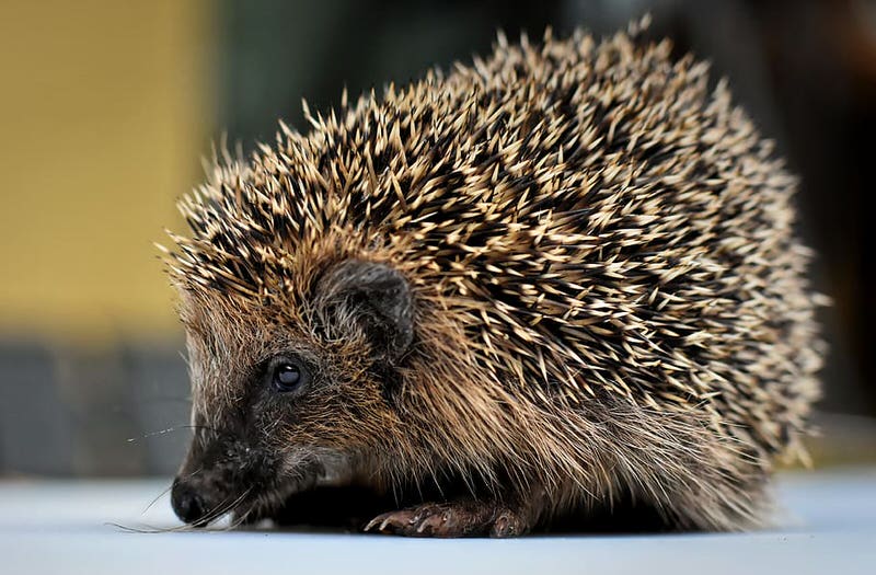 Hedgehog