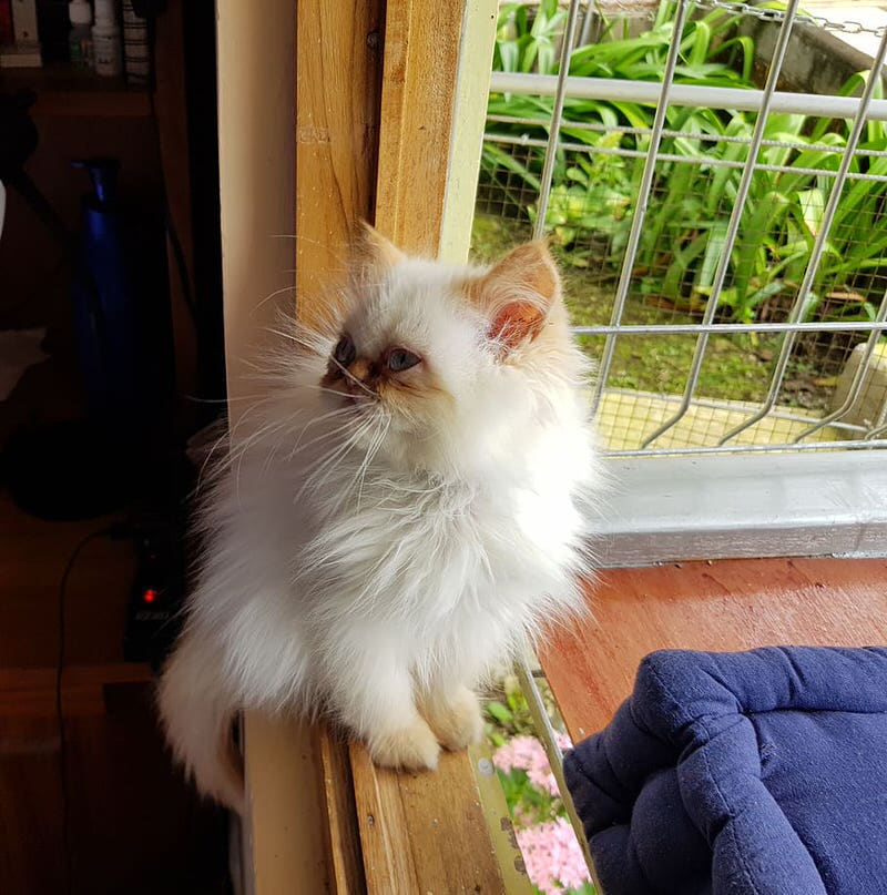 Himalayan-Persian cross breed cat