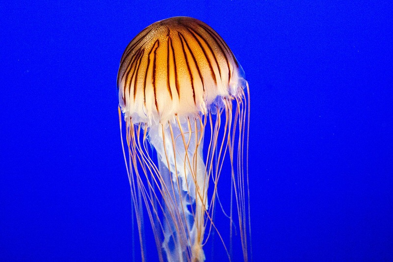 Jellyfish