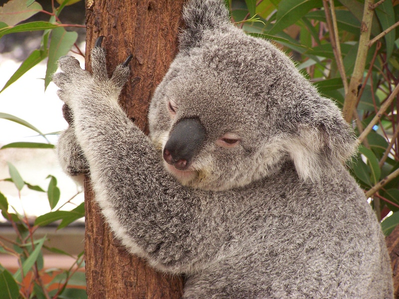 Koala