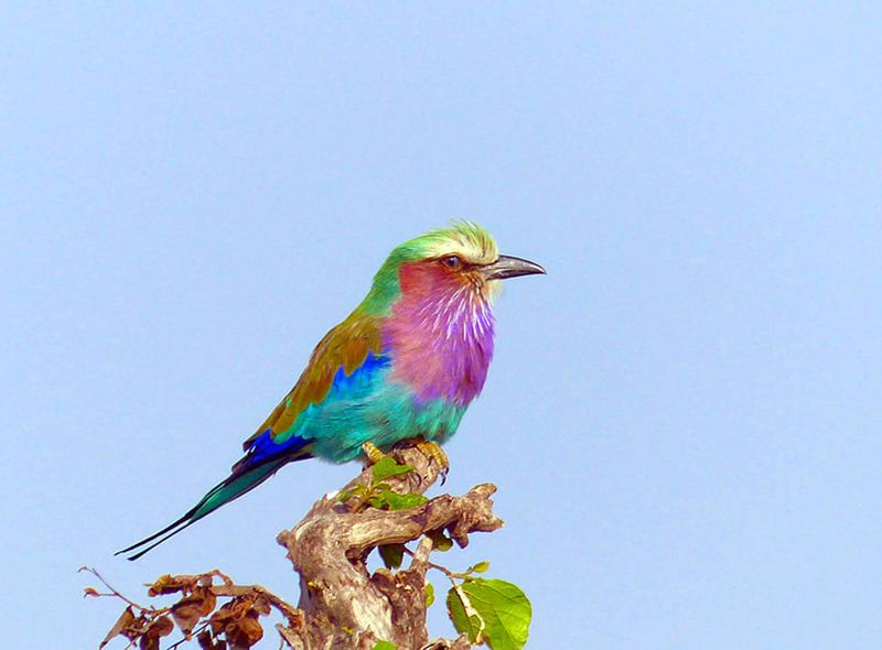 Lilac-Breasted-Roller