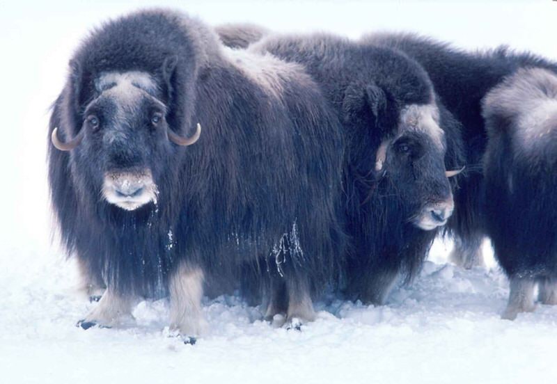 Muskox