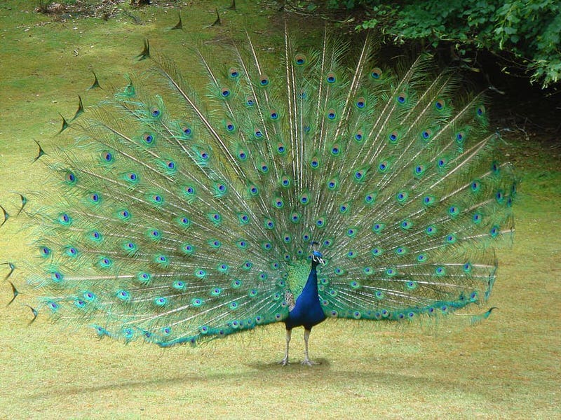 Peacock