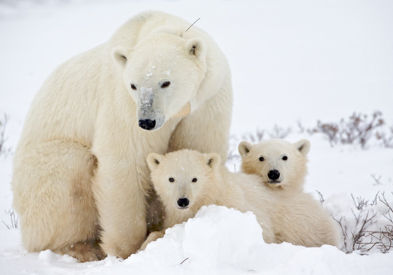 Polar Bear