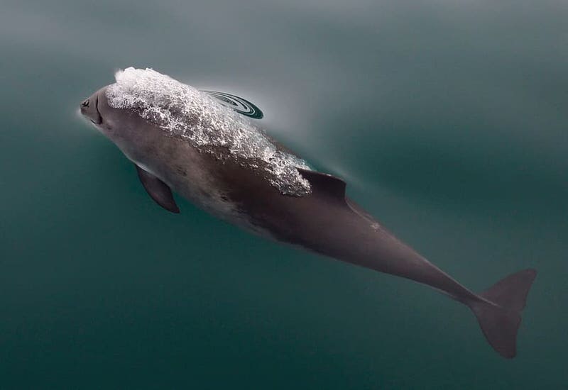 Porpoise