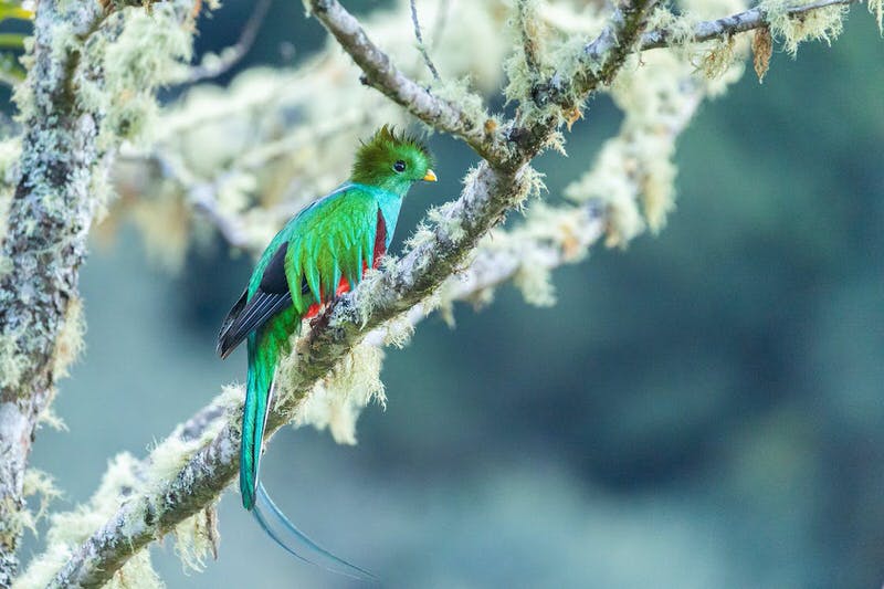 Quetzal