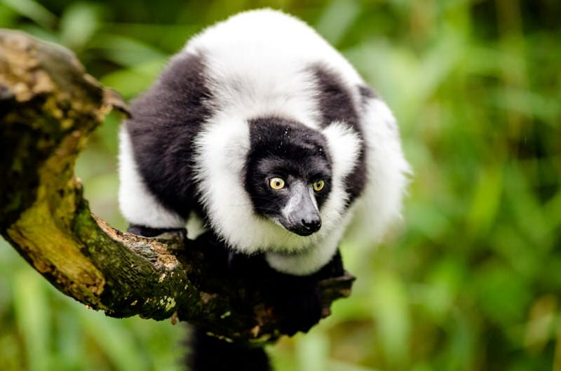 Ruffed Lemur