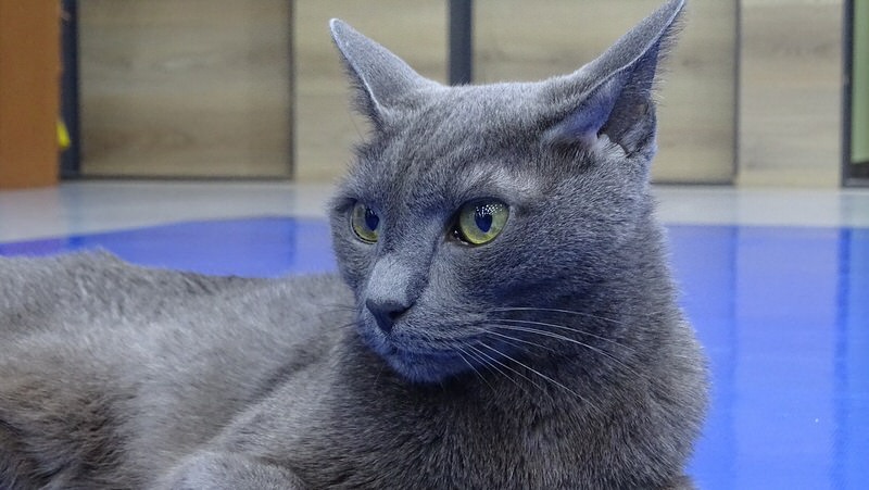 Russian Blue