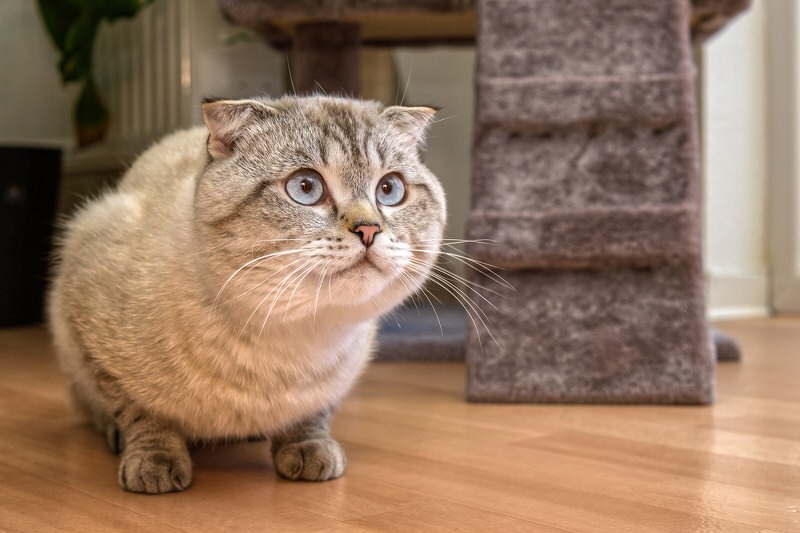 Scottish Fold