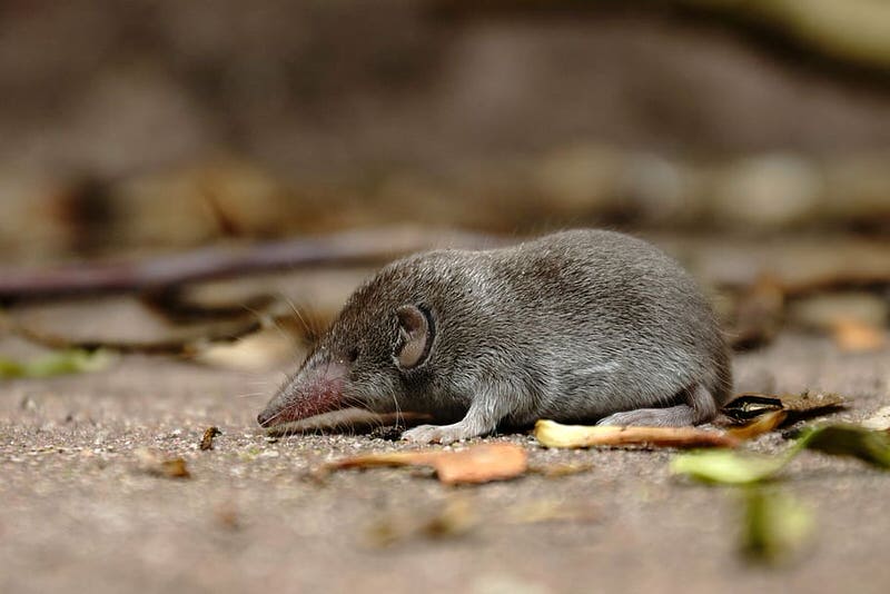 Shrew