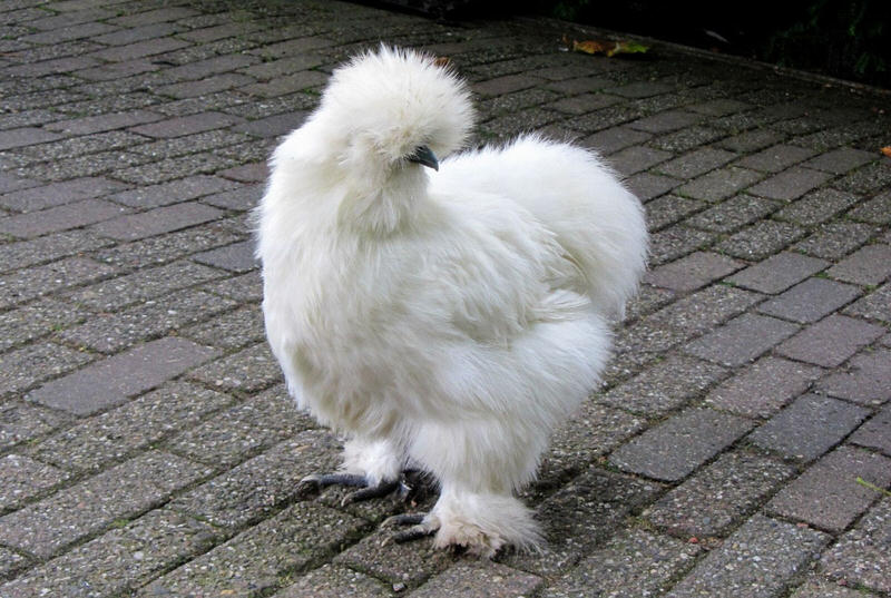 Silkie Bantam Hen