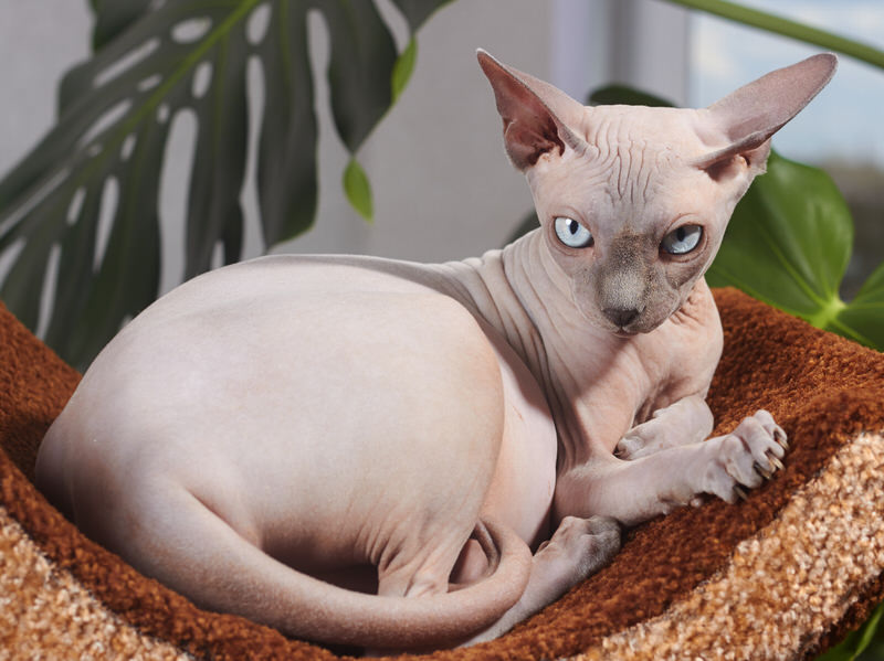 Sphynx