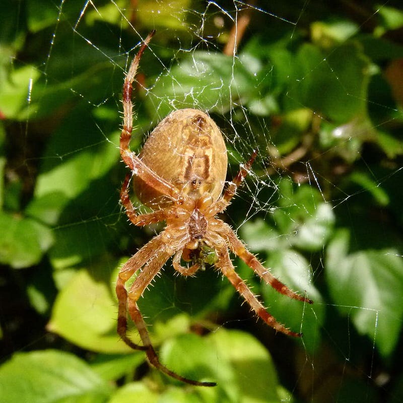 Spider