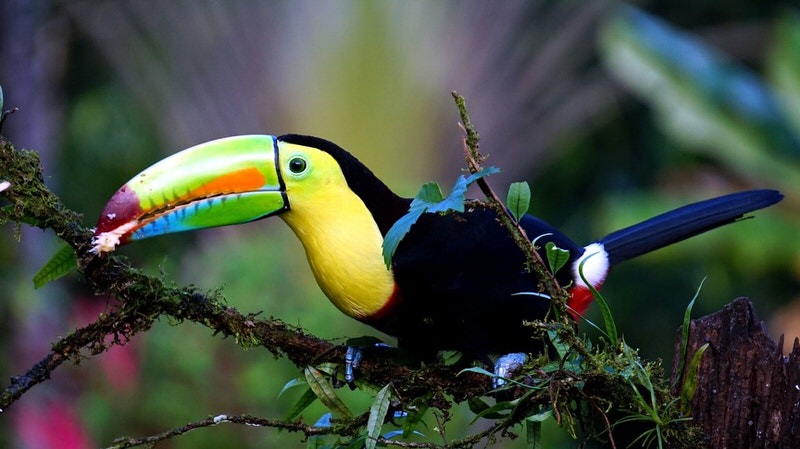 Toucan