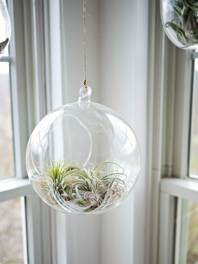 Air Plant