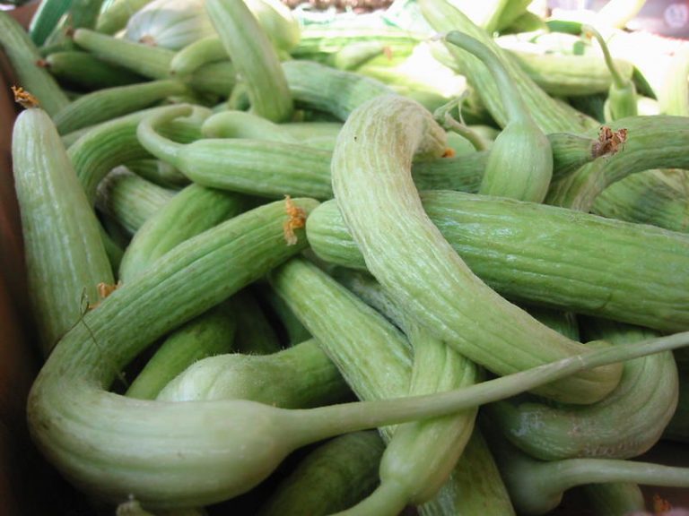 Top 10 Unusual Vegetables you can Grow at Home The Mysterious World