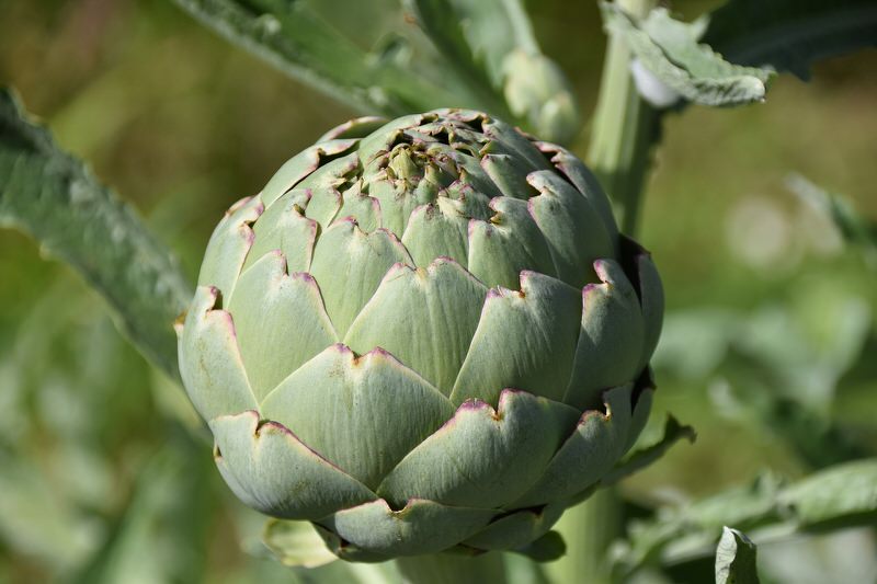 Artichoke